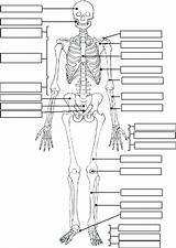 Coloring Pages Human Body Getdrawings Skeleton sketch template