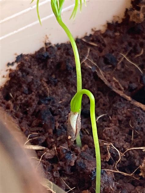 houseplants seedling growing  adjacent seed gardening