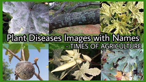 plant disease images  names times  agriculture