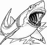Shark Outline Basking Clipart Coloring Pages Clip sketch template