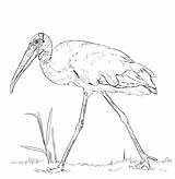 Cicogna Stork sketch template