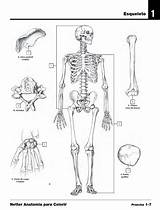 Anatomia Colorir Humana Ossos Cranio Esqueleto Onlinecursosgratuitos Crânio Fisioterapia Netter Cursos Gratuitos Livro Anatomía Educativas Educação Atividadeseducativa sketch template