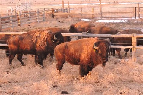 wild bison return  colorados great plains