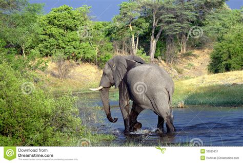 African Elephant In The River Stock Image Image Of