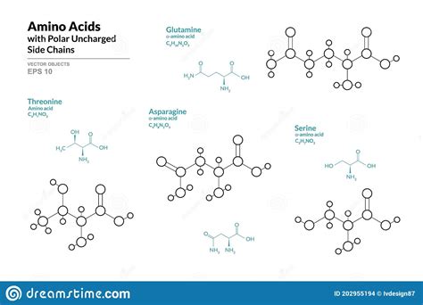 amino acids  polar uncharged side chains threonine glutamine