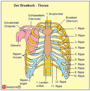 medizinfo orthopaedie anatomie des brustkorbs thorax