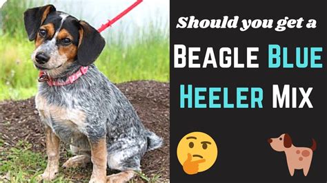 beagle blue heeler mix