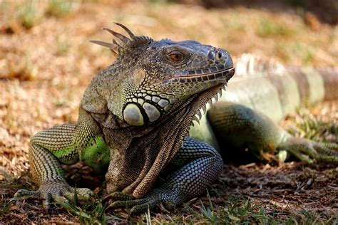 difference  mammals  reptiles definition facts