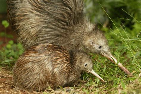 New Zealand Vows To Wipe Out Rats And Other Invasive Predators By 2050