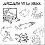 Animales Selva Peruana Sierra Amazonas Peruanos Perú Regiones Peruano Necesitas Tú Salvajes Colegio Concepción Inmaculada Amazonica sketch template