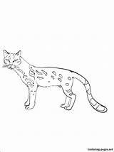 Ocelot Coloring Pages Minecraft Getdrawings Color Getcolorings Colorings sketch template
