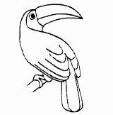 Toucan Cockatoo Toucans Bestcoloringpagesforkids Tropical Designlooter Clipartmag Clipground sketch template