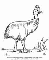 Cassowary Coloring Drawing Pages Drawings Animals Animal Colouring Honkingdonkey Bird Kids Australian Flightless Sheets Cute Color Print Identification 820px 36kb sketch template