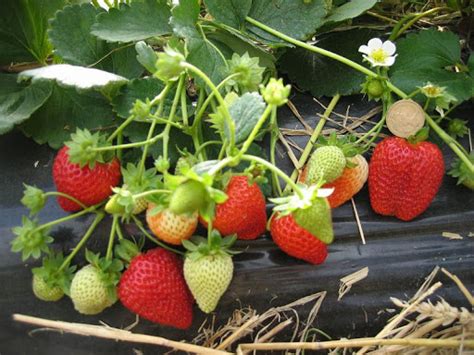 aardbeien planten kopen doorbloeiers doordragers prijsconcurrentnl