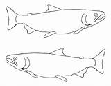 Chinook Coho Coloringbay Template sketch template