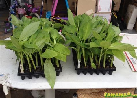 Gros Michel Banana Plants For Sale Page 5