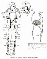 Stomach Meridian Acupuncture Points Acupressure Channel Spleen Chinese Meridians Internal Pathway Channels Medicine Massage Yang Estomac Meridien Chart Qigong Tcm sketch template