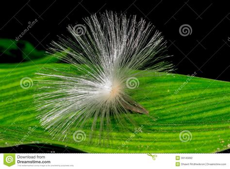 seme  fiore della corona fotografia stock immagine  saltato