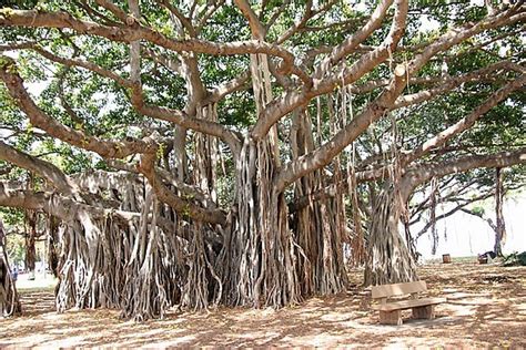banyan tree metaphor
