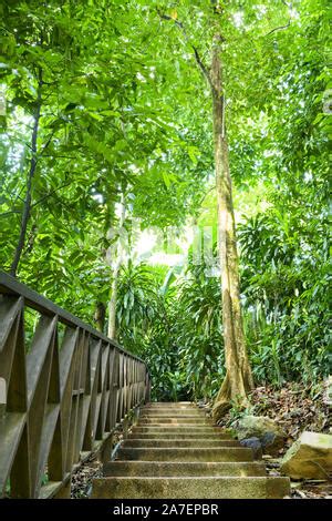 malaysia kuala lumpur rainforest canopy walkway  trees  forest floor  forest research