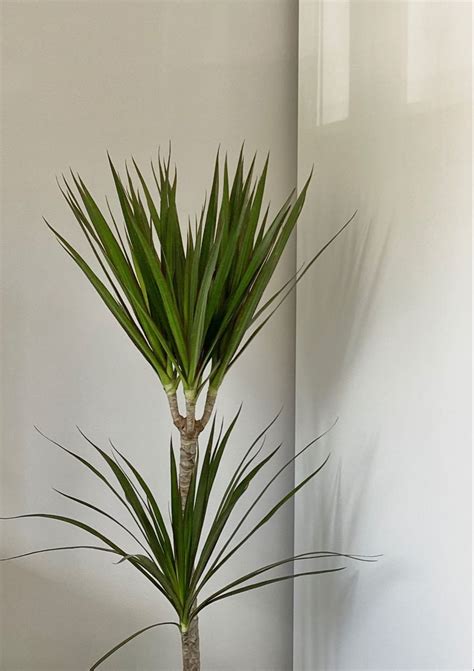 mini palm plant palm plant plants  room