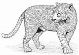 Panther Coloring Animals Printable Pages sketch template