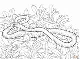 Snake Coloring Pages Mamba Snakes Racer Realistic Printable Reptiles Kids Drawings Templates Resolution Supercoloring Template sketch template