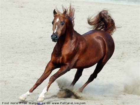horse desktop wallpaper images  pc mac