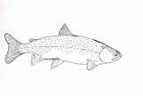 Trout Rainbow sketch template