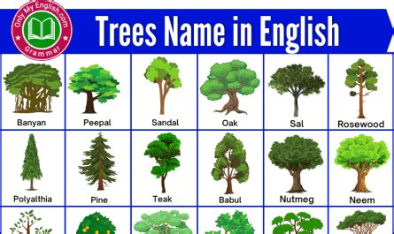 trees   english fruits   english symbol  list gender