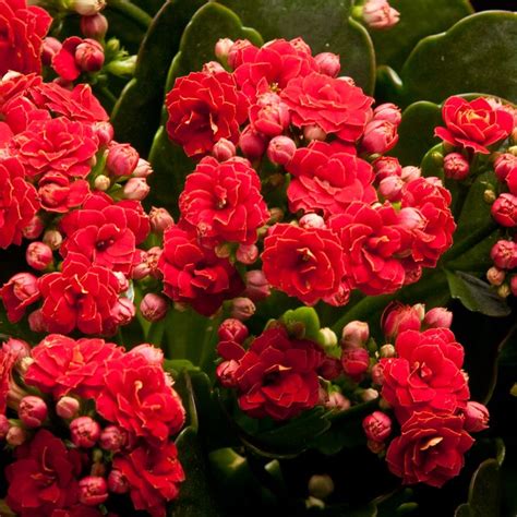certi kalanchoe perfecta red rode kamerplant kleine plantjes planten kopen bloeiende