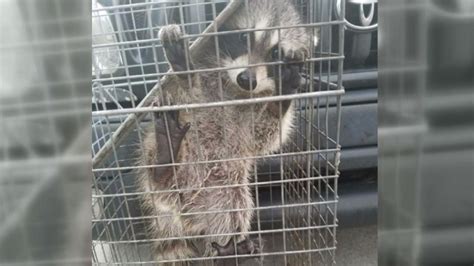 caught on camera raccoons rattle homeowner nbc news