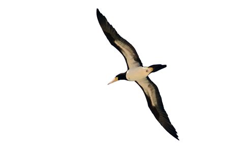 bird flying png image