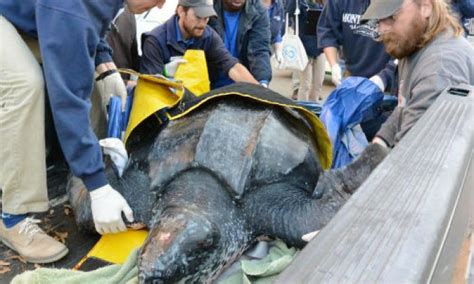Rare 475 Pound Leatherback Sea Turtle Washes Up On South Carolina