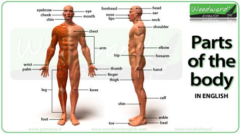 Parts Of The Body Photos And English Vocabulary