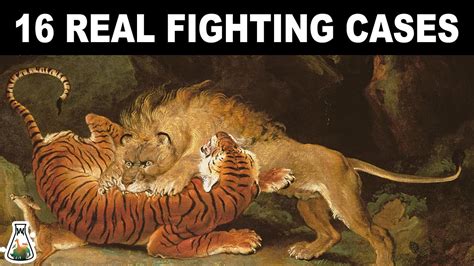 Lion Vs Tiger 16 Real Fighting Cases Youtube