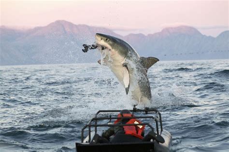 air jawss greatest hits shark week  ultimate breach