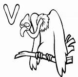 Coloring Vulture Pages sketch template