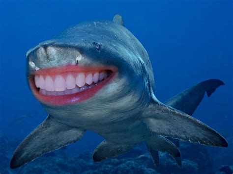 shark  human teeth pictures    ridiculous
