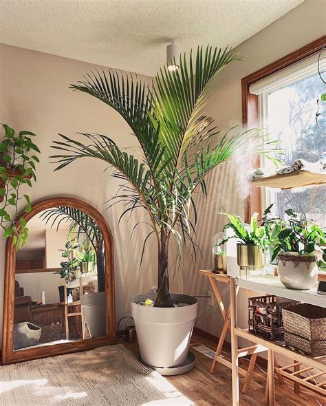 indoor trees   indoor jungle plants spark joy