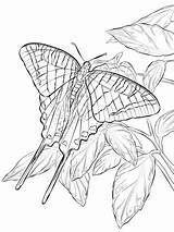 Butterfly Coloring Swallowtail Zebra Pages Printable Longwing Size Print Drawing Categories Public Template sketch template