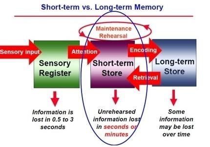 short term memory  long term memory visit   goimprovememorycom