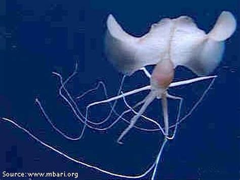 mystery squid caught  camera unknown species   tentacles