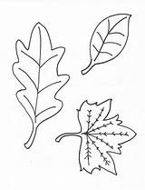 Coloring Leaves Leaf Printable Pages Oak Kids Preschool Print Yofreesamples Stencil Stuff Popular sketch template