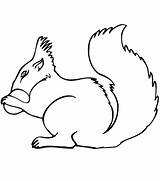 Squirrel Coloring Pages Acorn Printable Drawing Easy Print Squirrels Cartoon Categories Clipart sketch template