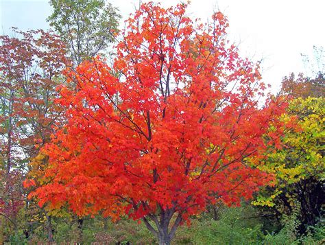 autumn maple tree  stock photo public domain pictures