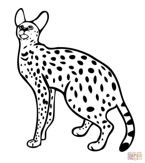 coloring pages wild cats wild cats coloring pages coloring home