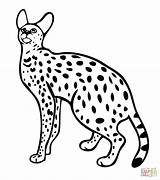 Serval Coloring Cat Wild Pages Printable Cats Color Drawings Supercoloring Andean Mountain Categories 480px 36kb sketch template