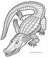 Crocodile Gator Gators Coccodrilli Alligator Crocodiles Egitto Antico Coccodrillo Clipartmag Aligator sketch template