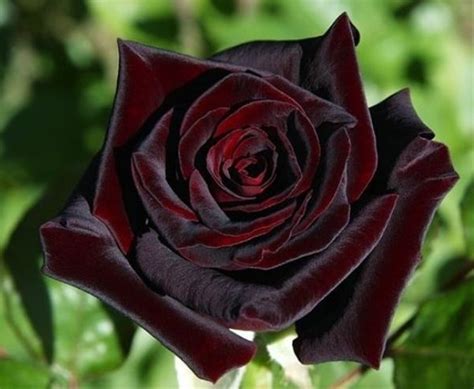 Rose Black Baccara Standard Rose Roses Flowers By